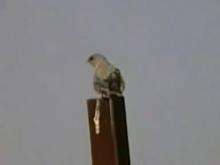 A pale crag martin preens its feathers while perching on a wooden post