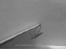 A cockroach swinging back to escape