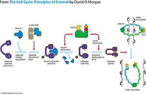 Activation of separase and initiation of sister-chromatid separation