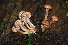 Two clusters of brownish mushrooms growing from wood. One of the clusters has been pulled from the tree to expose the bases of their stems.