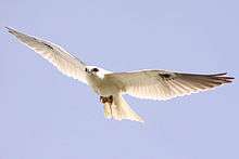 In flight showing mainly white colouring, black wing patches and red eyes