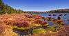 The shore of a lake lined with brown bog plants, dark water is at right. The lake is surrounded by evergreen trees and is under a bright blue sky.
