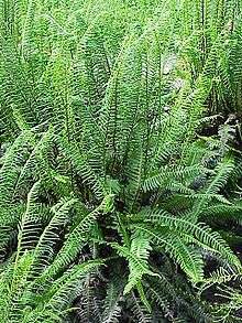 Blechnum spicant2.jpg