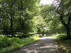 Bolderwood Arboretum Ornamental Drive