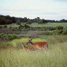 Two red-brown colored deer graze among tall grass and purple flowers in a meadow.