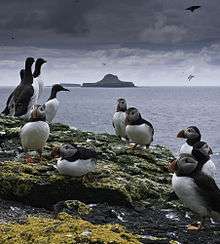 About a dozen seabirds – Atlantic Puffins and Guillemots – stand on a rocky, lichen-covered shore. Beyond lies a distinctively shaped island, resembling a wide-brimmed hat, under a dark cloudy sky.