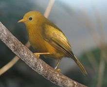 Yellow bird with brown tint on wings and metal ring faces left
