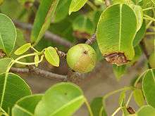 A spherical, green and brown, apple-like fruit on a tree.