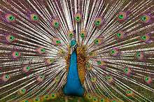 Peacock displaying its tail feathers