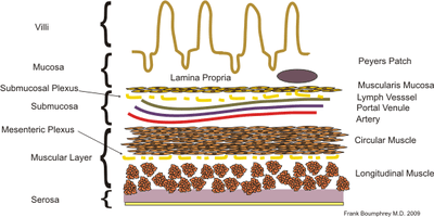 Diagram of the layers of the intestinal wall