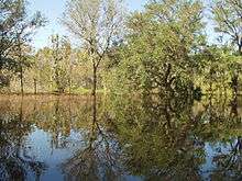 flooded plain with oak trees in the distance