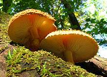 Two orange-yellow mushroom seen from below and growing on wood. One has a visible fibrous volva, and both have adnexed gills. Part of the cap's top surface can be seen, and is heavily textured.