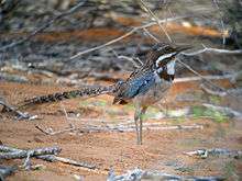 A bird, brown overall with blue on its wings and a white chin, looks right with its long tail pointed straight back while standing in reddish-brown sand in a thicket.