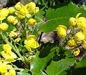 Clusters of yellow flowers surrounded by pointed, waxy green leaves.