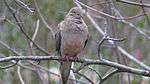 A dove sits on a branch, feathers fluffed.