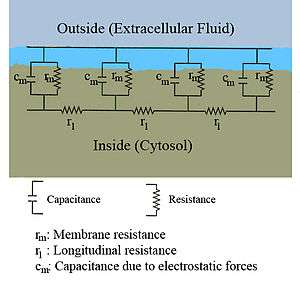 A diagram showing the resistance and capacitance across the cell membrane of an axon. The cell membrane is divided into adjacent regions, each having its own resistance and capacitance between the cytosol and extracellular fluid across the membrane. Each of these regions is in turn connected by an intracellular circuit with a resistance.