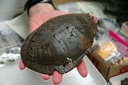 top turtle shell held for close up