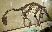 A mounted skeleton of Plateosaurus engelhardti in a glass case, seen from front left. The animal stands on two legs, its back is bent, its neck curves strongly downwards, and the tail drags, creating a drooping look