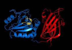 PTEN, a phosphatase.