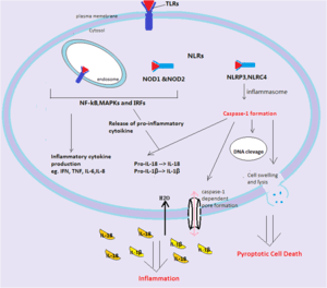 The signaling pathway of pyroptosis upon recognition of 'danger' signals