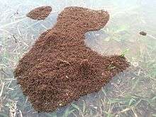 A floating "raft" of red imported fire ants (RIFA) in North Carolina over land that normally forms the bank of a pond. The land had become submerged due to excessive rain and resultant flooding which inundated the nest. The raft is anchored to some blades of grass extending above the water's surface.