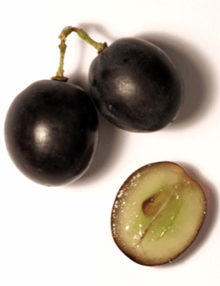 Colour photograph of three grains of black grapes. Two are tied together with a residue of the stalk, the third has been cut in half to show that the berry of the black grape with white juice has a colourless pulp.