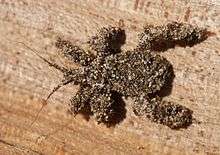 A nymph of the masked hunter bug, covered in sand grains