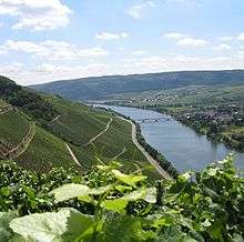 Colour photograph showing the steep slopes of the Moselle in German vineyards. In the foreground, there are leaves and tendrils of Vitis vinifera; green vines are planted on slopes, alternated with retaining walls and paths in a zig-zag pattern. In the valley, the Moselle flows under a bridge next to a village