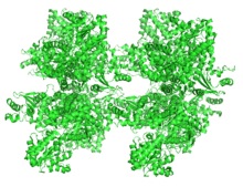 Ribbon Diagram of Sucrose Synthase-1 3S27.