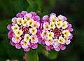 Twin lantana camara edit.jpg