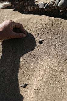 A Wheel Spider burrow.